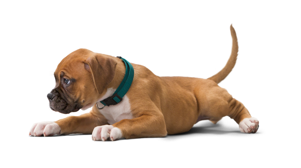 rascado en perros