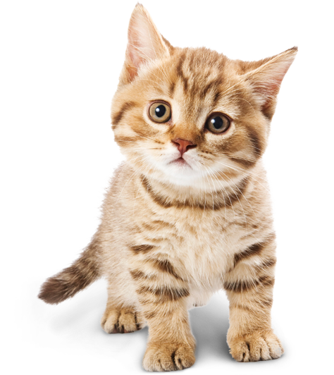 problemas de piel en gatos